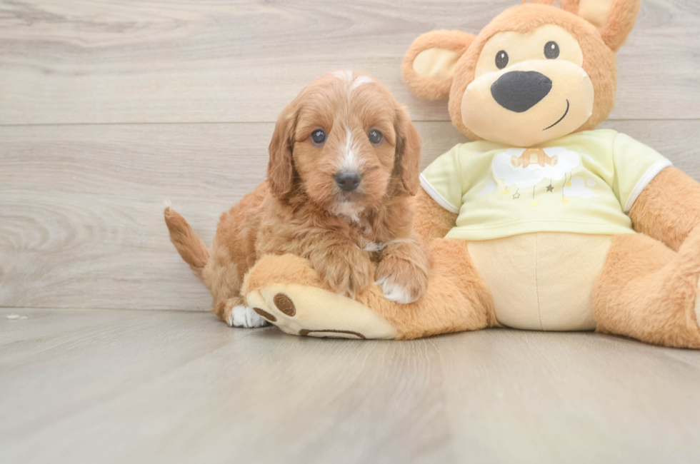 5 week old Mini Goldendoodle Puppy For Sale - Seaside Pups