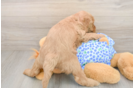 Mini Goldendoodle Pup Being Cute