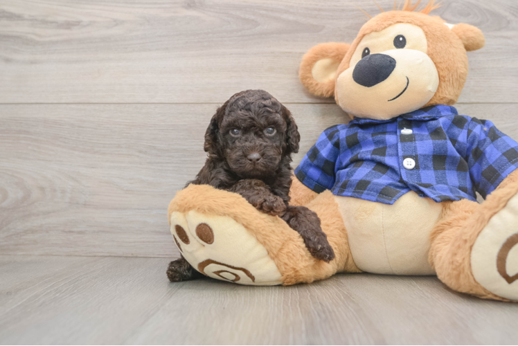 Mini Goldendoodle Puppy for Adoption