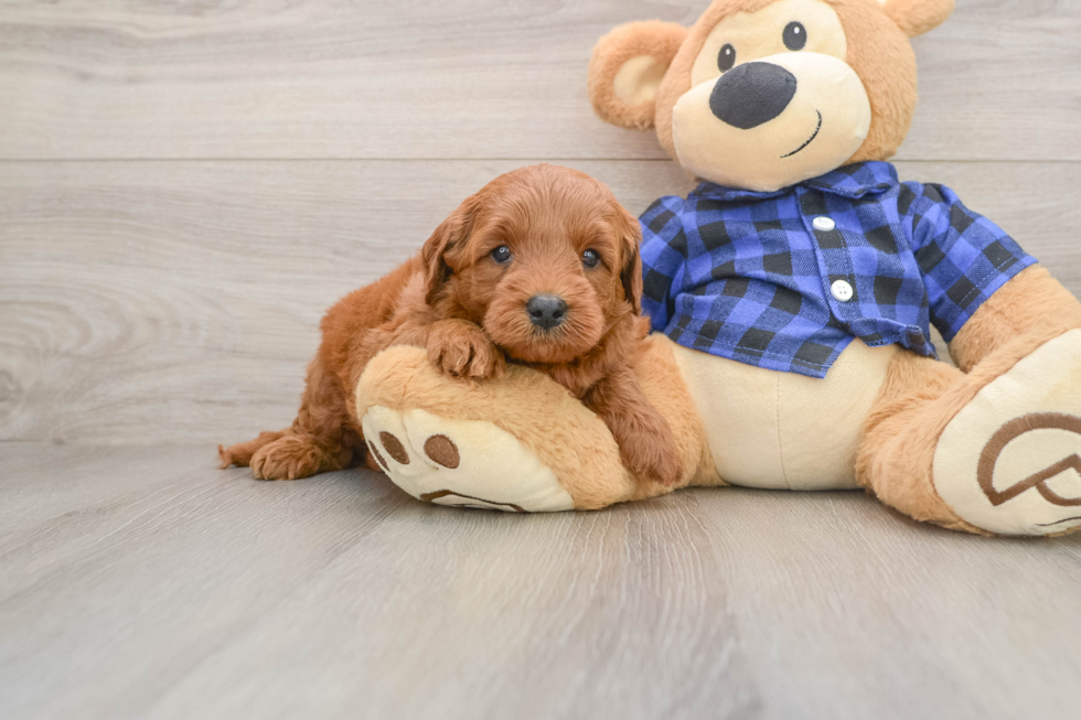 Mini Goldendoodle Pup Being Cute
