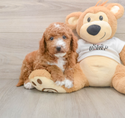 6 week old Mini Goldendoodle Puppy For Sale - Seaside Pups