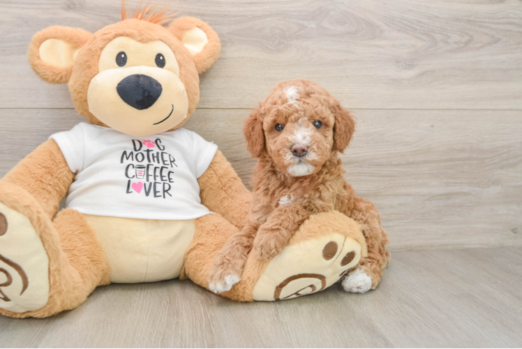 Best Mini Goldendoodle Baby