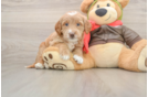 Fluffy Mini Goldendoodle Poodle Mix Pup
