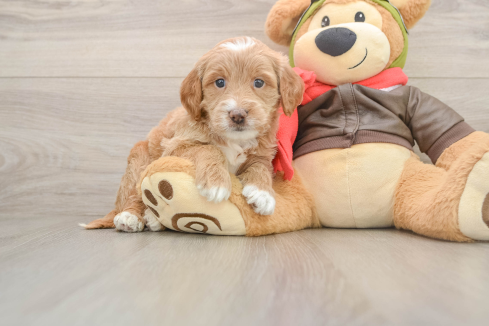 Fluffy Mini Goldendoodle Poodle Mix Pup