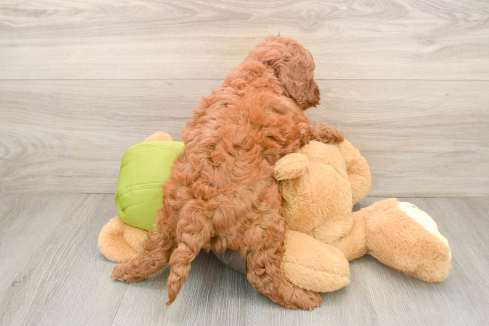 Cute Mini Goldendoodle Baby