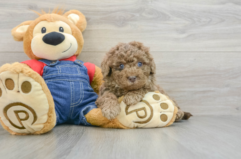 6 week old Mini Goldendoodle Puppy For Sale - Seaside Pups