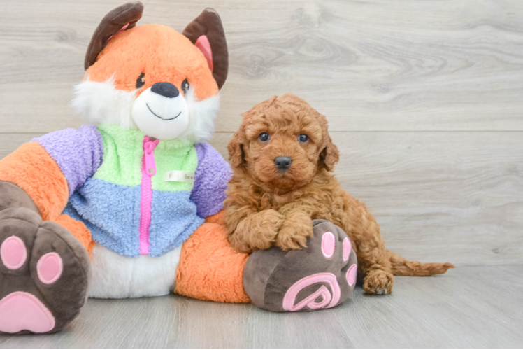 Popular Mini Goldendoodle Poodle Mix Pup