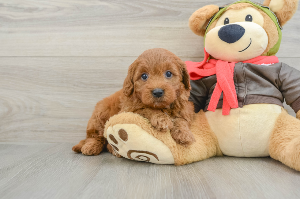5 week old Mini Goldendoodle Puppy For Sale - Seaside Pups
