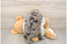 Mini Goldendoodle Puppy for Adoption