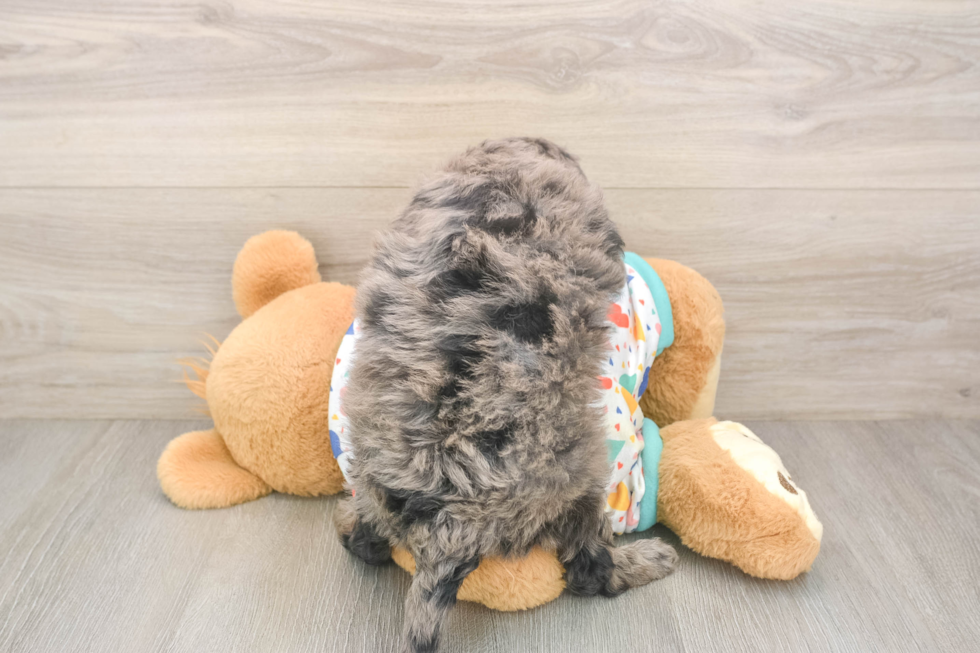 Mini Goldendoodle Puppy for Adoption