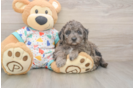 Hypoallergenic Mini Goldiepoo Poodle Mix Puppy