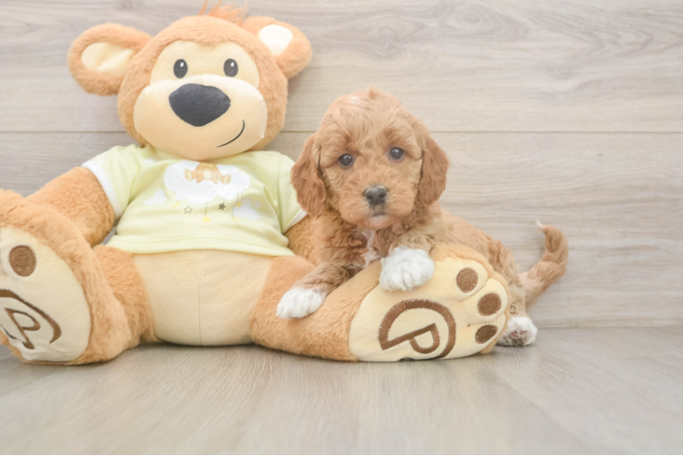 Adorable Golden Retriever Poodle Mix Poodle Mix Puppy