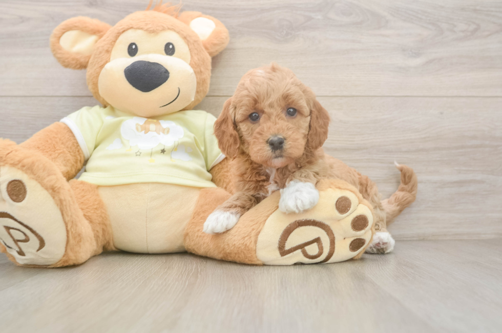 5 week old Mini Goldendoodle Puppy For Sale - Seaside Pups