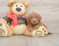 5 week old Mini Goldendoodle Puppy For Sale - Seaside Pups