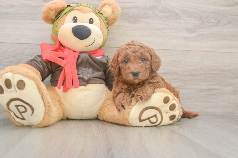 5 week old Mini Goldendoodle Puppy For Sale - Seaside Pups