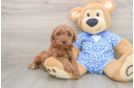 Happy Mini Goldendoodle Baby
