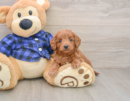 7 week old Mini Goldendoodle Puppy For Sale - Seaside Pups