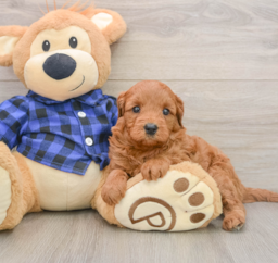 6 week old Mini Goldendoodle Puppy For Sale - Seaside Pups
