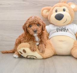 6 week old Mini Goldendoodle Puppy For Sale - Seaside Pups