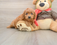8 week old Mini Goldendoodle Puppy For Sale - Seaside Pups