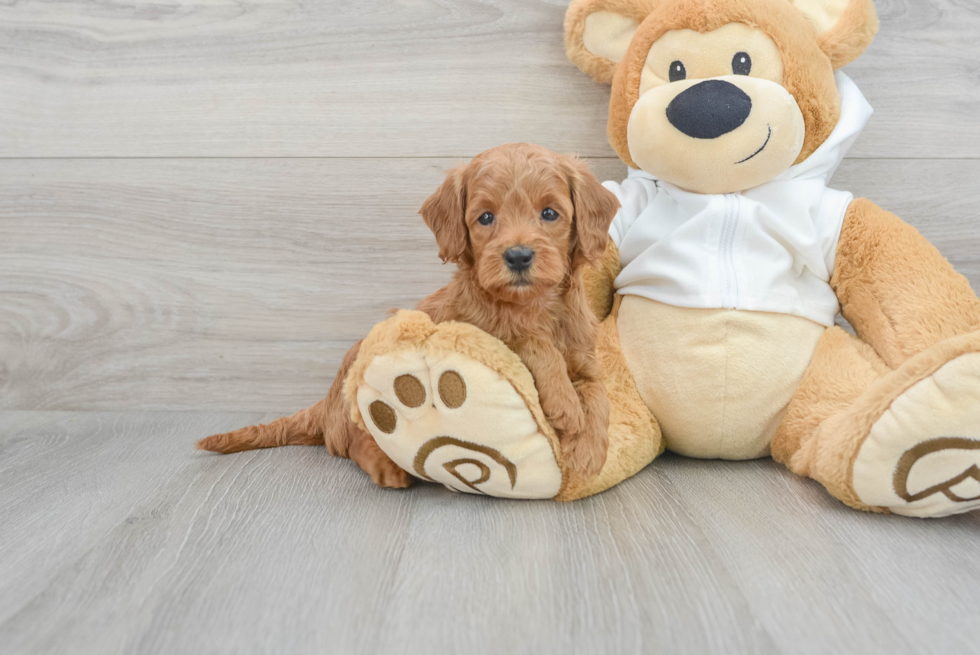 Petite Mini Goldendoodle Poodle Mix Pup
