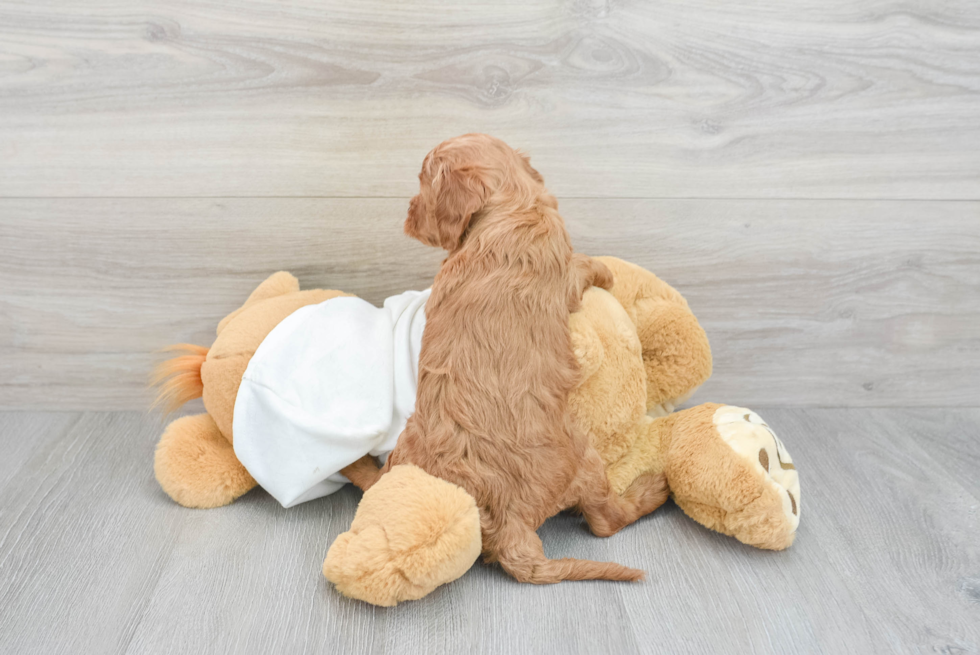 Small Mini Goldendoodle Baby