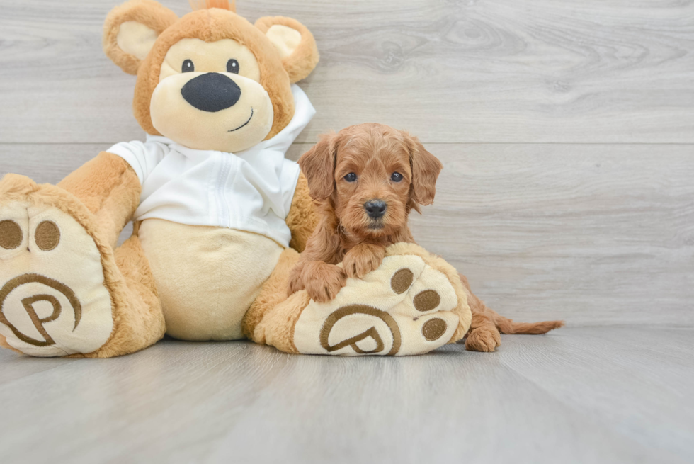 Popular Mini Goldendoodle Poodle Mix Pup