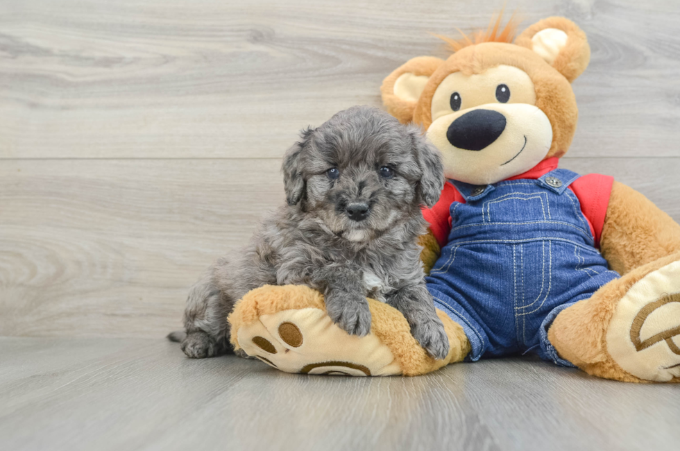 6 week old Mini Goldendoodle Puppy For Sale - Seaside Pups