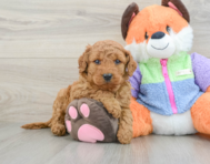 7 week old Mini Goldendoodle Puppy For Sale - Seaside Pups