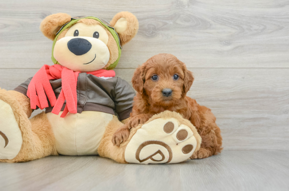 5 week old Mini Goldendoodle Puppy For Sale - Seaside Pups