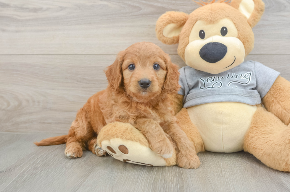 6 week old Mini Goldendoodle Puppy For Sale - Seaside Pups
