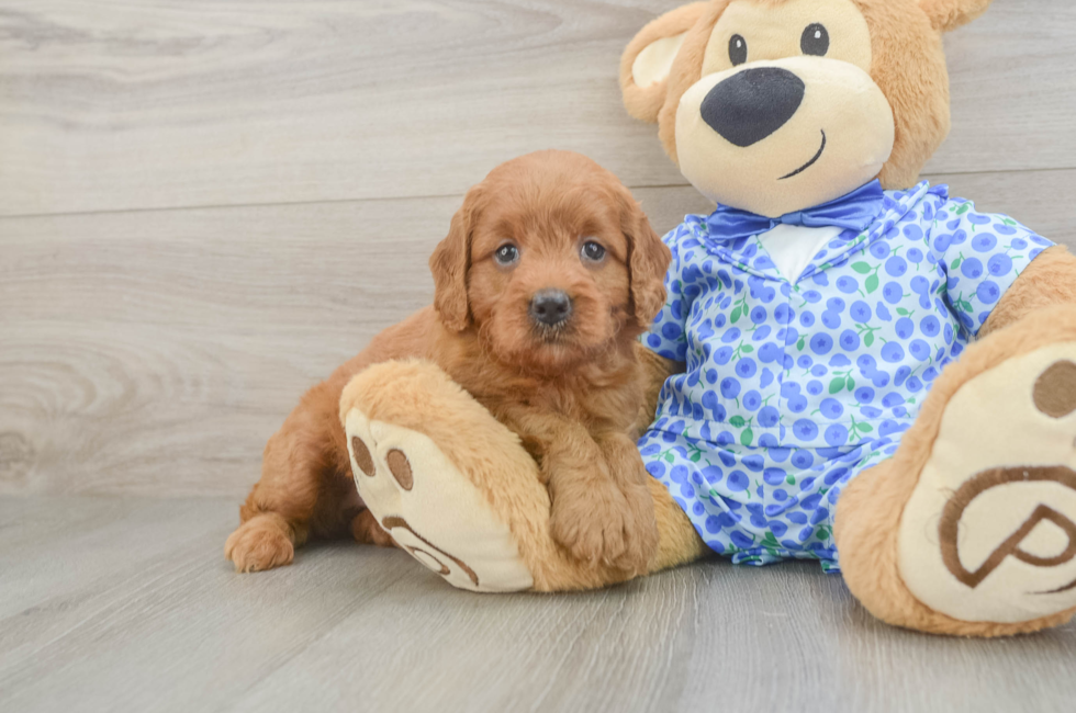 5 week old Mini Goldendoodle Puppy For Sale - Seaside Pups