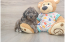Funny Mini Goldendoodle Poodle Mix Pup