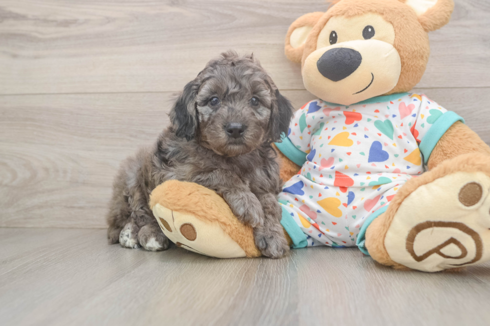 Funny Mini Goldendoodle Poodle Mix Pup