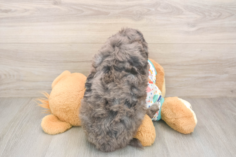 Mini Goldendoodle Pup Being Cute