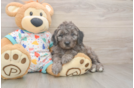 Playful Mini Groodle Poodle Mix Puppy