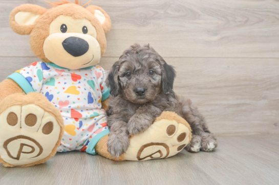 Playful Mini Groodle Poodle Mix Puppy