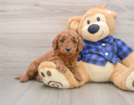 7 week old Mini Goldendoodle Puppy For Sale - Seaside Pups