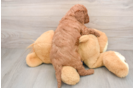 Mini Goldendoodle Puppy for Adoption