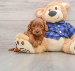 6 week old Mini Goldendoodle Puppy For Sale - Seaside Pups
