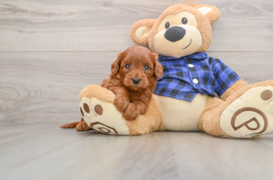 Cute Mini Goldendoodle Baby