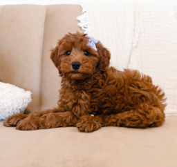 9 week old Mini Goldendoodle Puppy For Sale - Seaside Pups