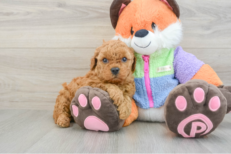 Best Mini Goldendoodle Baby