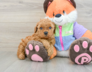 7 week old Mini Goldendoodle Puppy For Sale - Seaside Pups