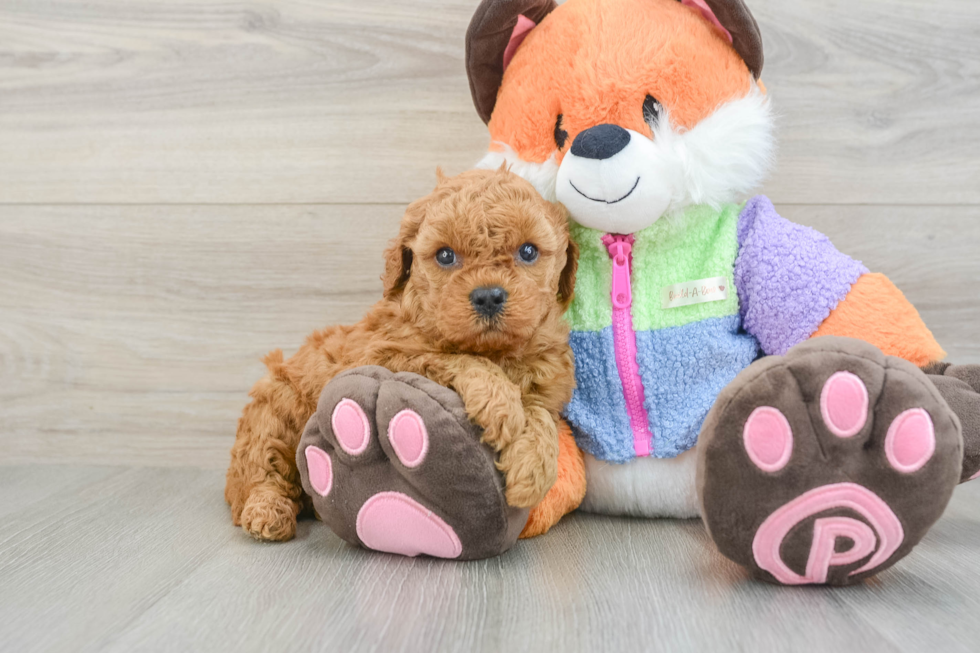 Best Mini Goldendoodle Baby