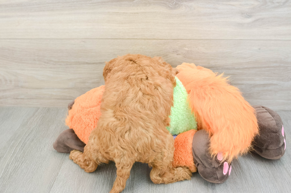 Popular Mini Goldendoodle Poodle Mix Pup