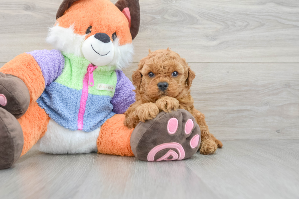 Best Mini Goldendoodle Baby