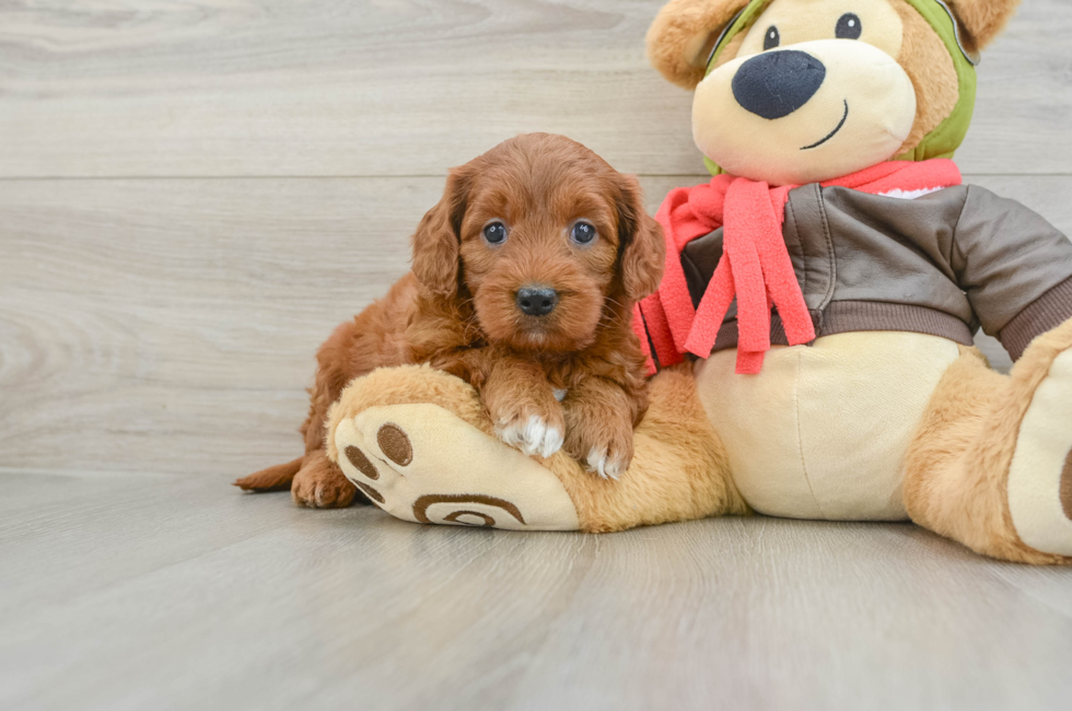 5 week old Mini Goldendoodle Puppy For Sale - Seaside Pups