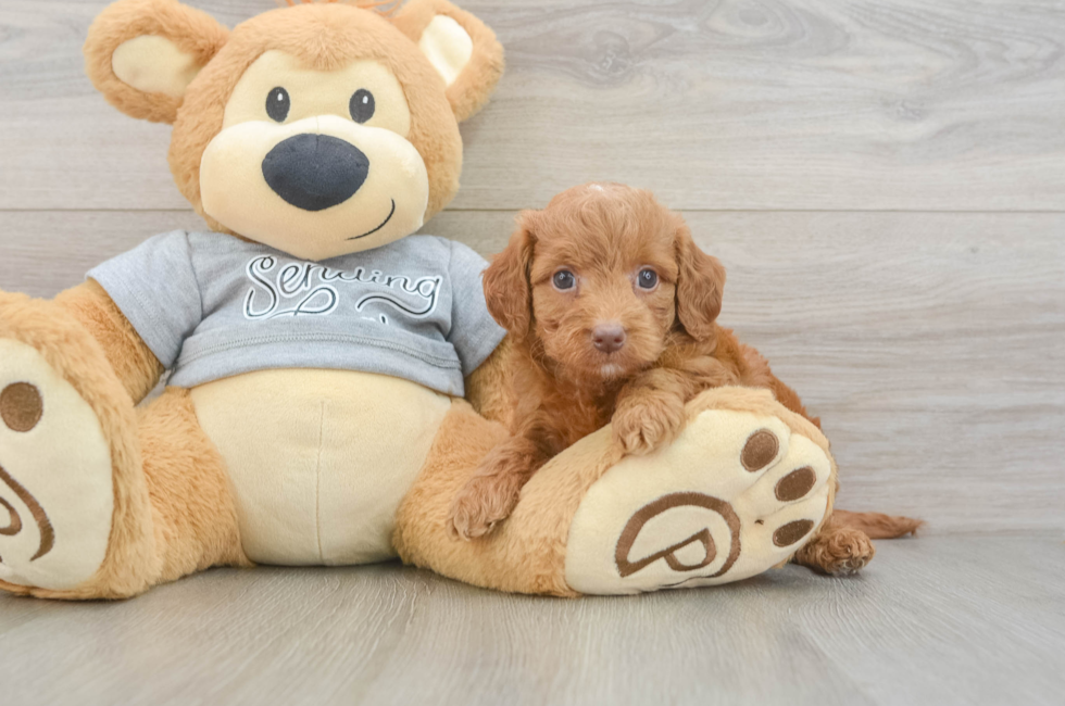 6 week old Mini Goldendoodle Puppy For Sale - Seaside Pups
