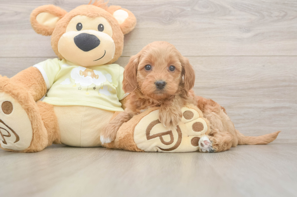 5 week old Mini Goldendoodle Puppy For Sale - Seaside Pups